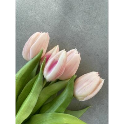 Tulpen - Tulpenbund "Camilla" - 30 cm hellrosa