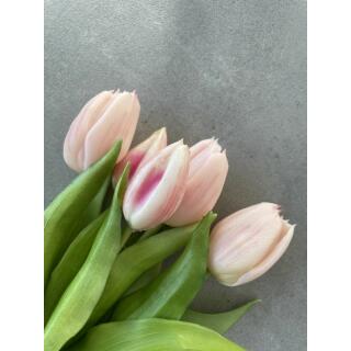 Tulpen - Tulpenbund "Camilla" - 30 cm hellrosa