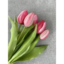Tulpen - Tulpenbund "Camilla" - 30 cm pink