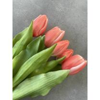 Tulpen - Tulpenbund "Camilla" - 30 cm koralle