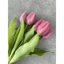 Tulpen - Tulpenbund "Camilla" - 30 cm violett